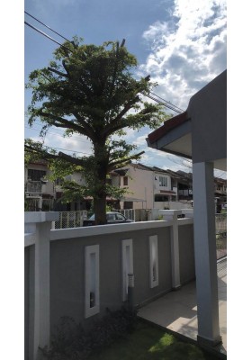 TRIM TREE / CANTAS POKOK / 修树, TREE TRIMMING, MEMANGKAS/MENCANTAS POKOK, 整理树, 修剪树