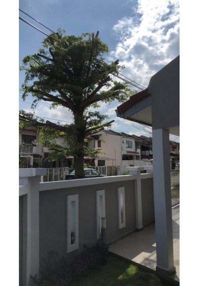 TRIM TREE / CANTAS POKOK / 修树, TREE TRIMMING, MEMANGKAS/MENCANTAS POKOK, 整理树, 修剪树